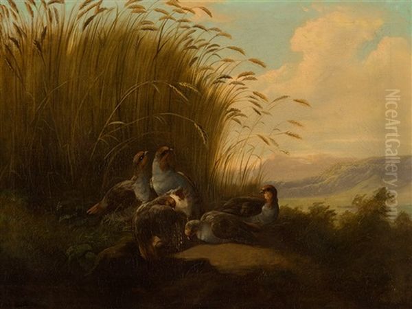Partridge - view 1