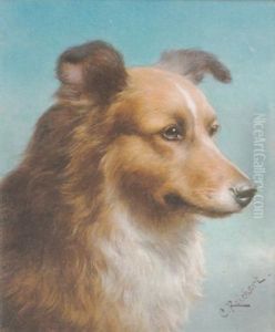 An English Collie