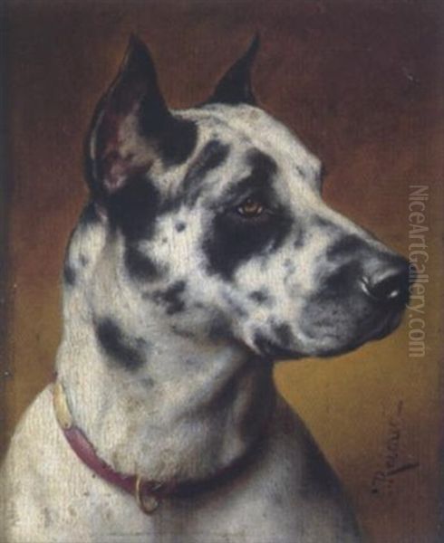 Junge Dogge - view 1