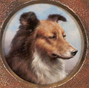 Portrait Eines Collie