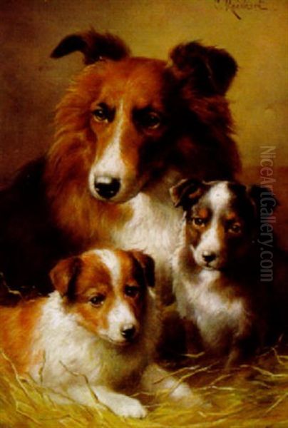 Colliefamilie - view 1