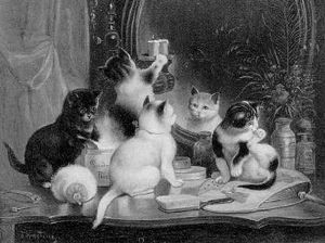 Junge Katzen Spielen Mit Einem Korb