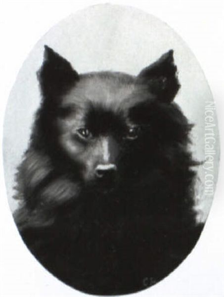 Hundeportrait Mit Schwarzem Spitz - view 1
