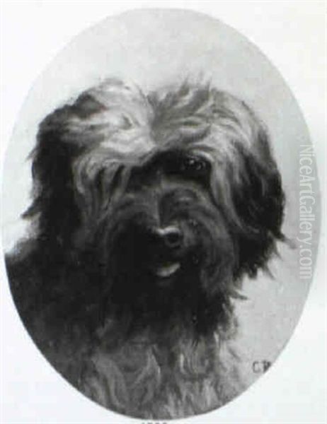 Hundeportrait Mit Bergamasker Hirtenhund - view 1