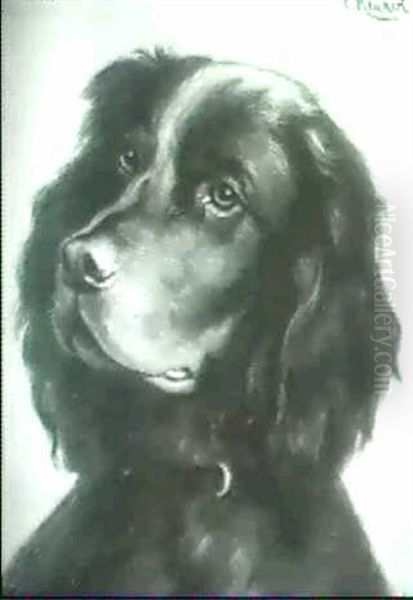 Hundeportrait. - view 1