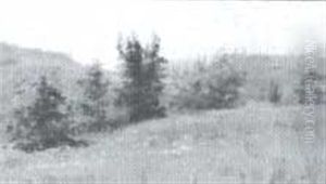 Summer Landscape