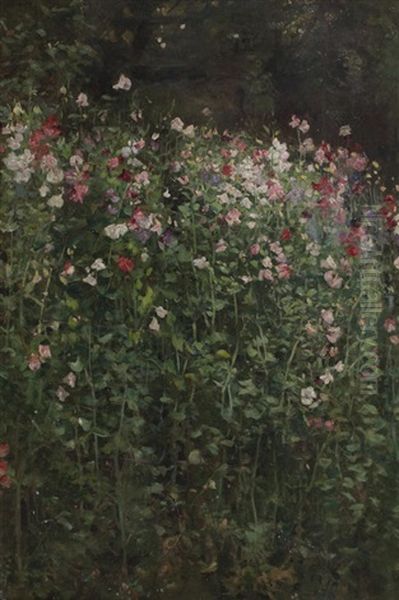 Sweet Peas - view 1