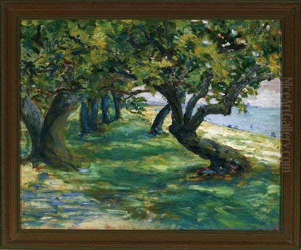 Tree Lined Path Near The California Coast - view 1