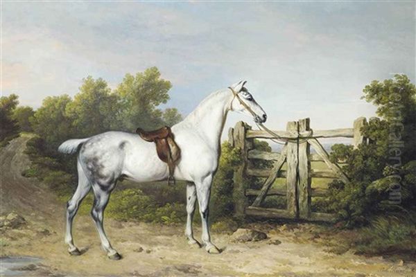 Sir Charles Mordaunt's Grey Hunter Piccolo Tethered To A Gate - view 1