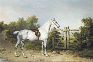 Sir Charles Mordaunt's Grey Hunter Piccolo Tethered To A Gate by Philipp Reinagle