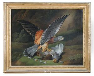 Sparrow Hawk Taking A Partidge