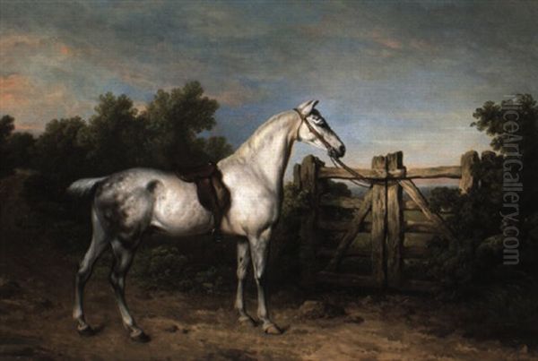 Sir Charles Mordant's Grey Hunter, 'piccolo' Tethered To A Gate - view 1