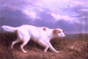 Setter On The Moor