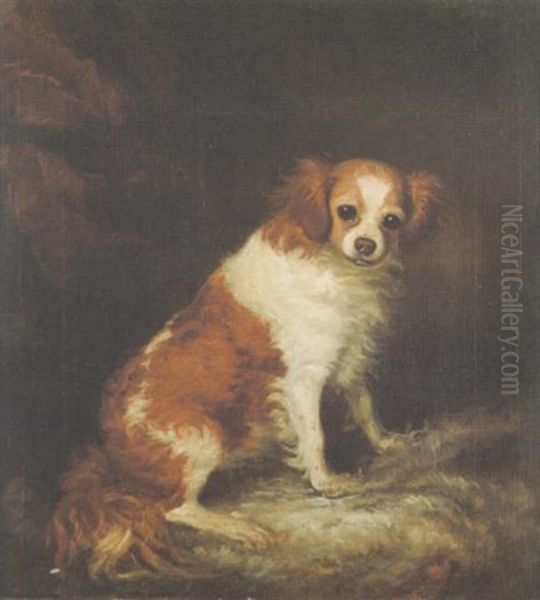 A Toy Spaniel - view 1