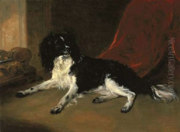 A King Charles Spaniel - view 1