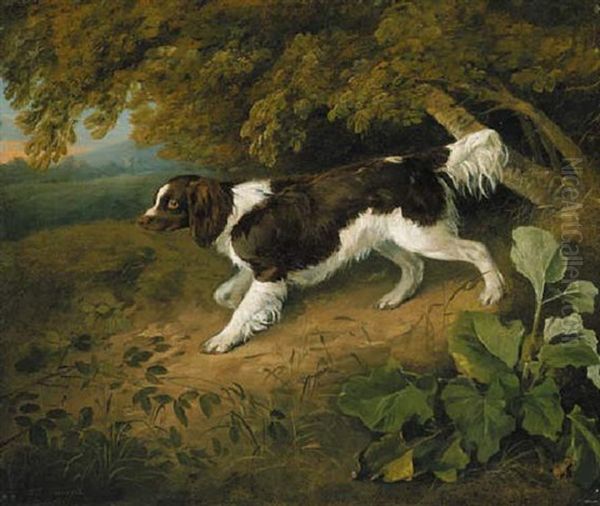 A Marlborough Spaniel, On A Path, In A Wooded Lanscape - view 1