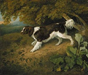 A Marlborough Spaniel, On A Path, In A Wooded Lanscape A Marlborough Spaniel, On A Path, In A Wooded Lanscape
