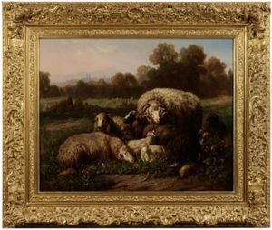 Resting Sheep