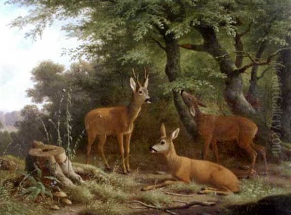 Roe Deer In Woodland - view 1