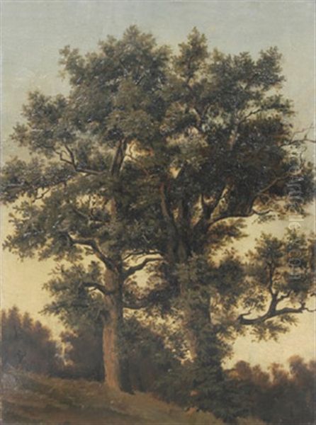 Zwei Grose Laubbaume An Einem Hang - view 1