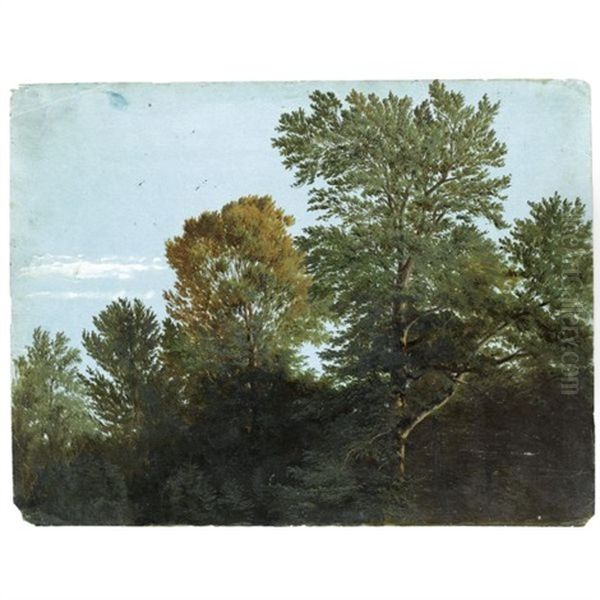 A View Of Woodland - view 1