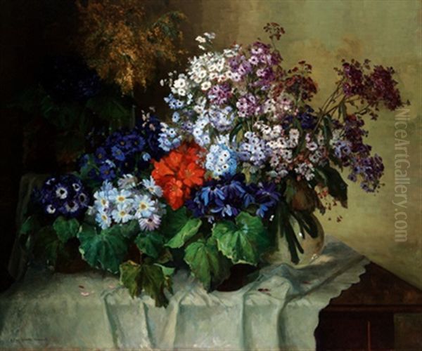 Cenerarien (blumen) - view 1