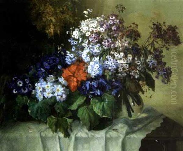 Cenerarien (blumen) - view 1