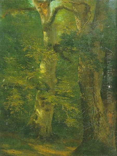 Arbre Dans La Foret De Compiegne - view 1