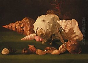 Nature Morte Aux Coquillages Nature Morte Aux Coquillages