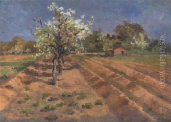 Bluhende Obstbaume Am Feldrand - view 1