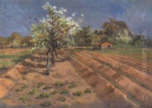 Bluhende Obstbaume Am Feldrand Bluhende Obstbaume Am Feldrand