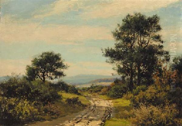 A Sunlit Aberdeenshire Track - view 1