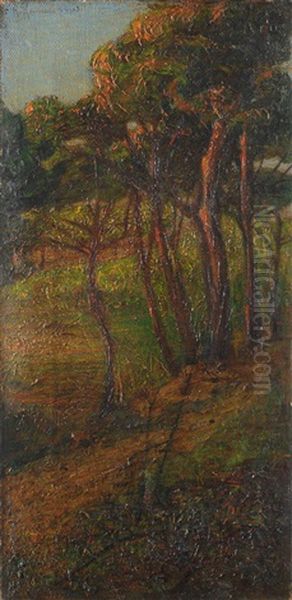 Pineta - view 1