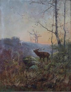 Cerf Dans Une Clairiere