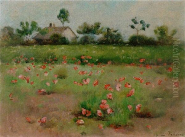 Sommerliches Mohnblumenfeld - view 1
