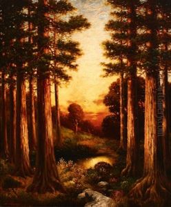 Redwood Sunrise