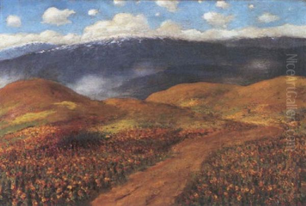 Lupine And Poppies On A Santa Barbara Trail - view 1
