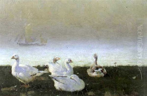 Snow Geese By The Sea - view 1