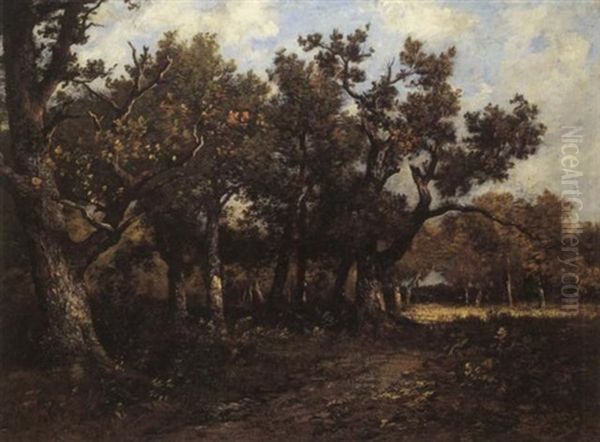 A Clearing In A Forest With A Path In The Foreground - view 1