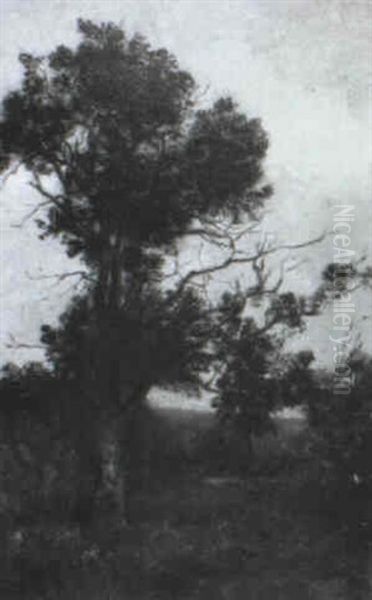 Chenes Dans La Prairie - view 1