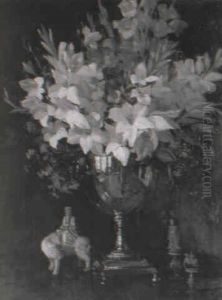 Gladiolus Gladiolus