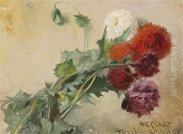 Schlafmohn - view 1