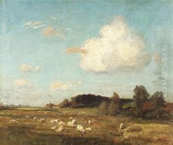 Sheep Grazing In Summer Pasture - view 1