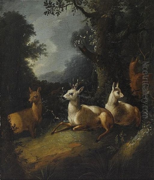 Rehe Auf Der Waldlichtung - view 1