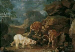 Der Kampf Zwischen Einem Eisbaren Und Zwei Leoparden