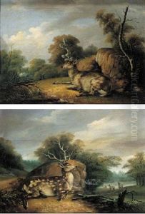 Deer Resting In A Wooded Landscape