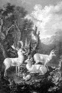 Weise Rehe Auf Einer Waldlichtung Weise Rehe Auf Einer Waldlichtung