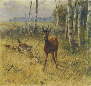 Rehbock Und Fasane Am Waldrand Rehbock Und Fasane Am Waldrand