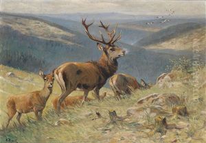 Kapitaler Hirsch Fuhrt Hirschkuh Kapitaler Hirsch Fuhrt Hirschkuh