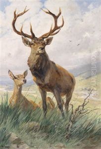 Ein Kapitaler Hirsch Ein Kapitaler Hirsch